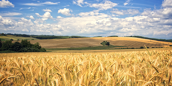 Blick über weite Getreidefelder