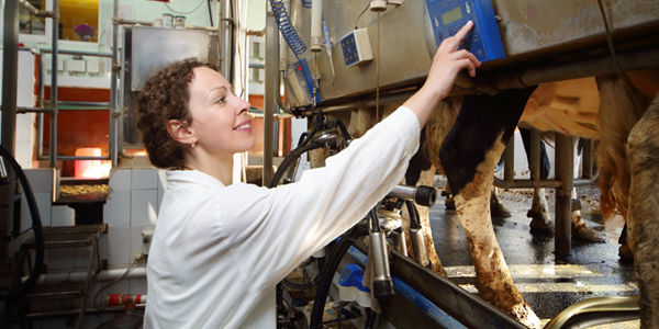 Landwirtin programmiert eine Melkmaschine