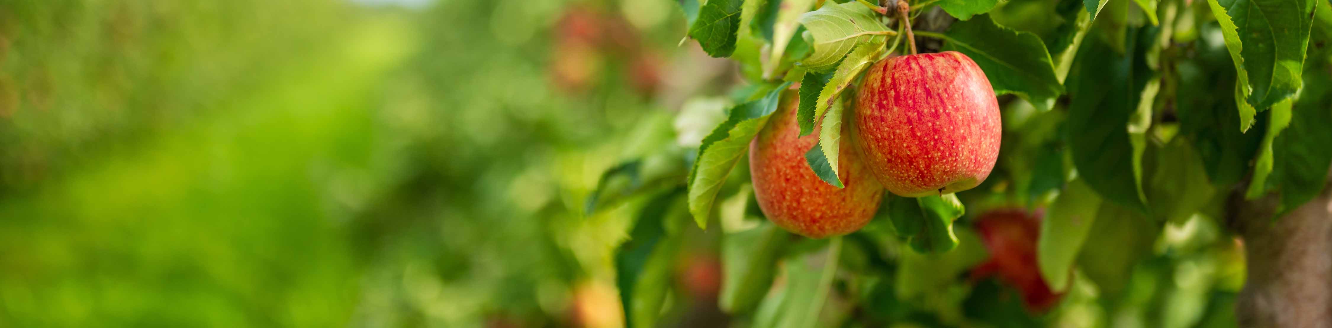 Buehne_Desktop_Streuobstwiese
